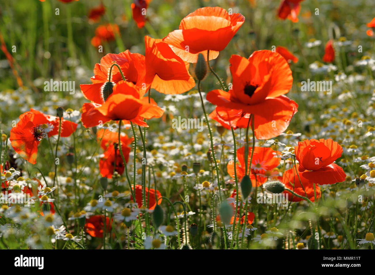 Dancing in the wind hires stock photography and images Alamy