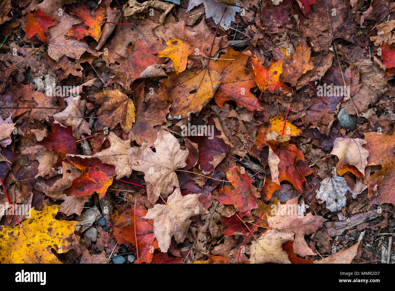 close up of fall leaves on the ground Stock Photo