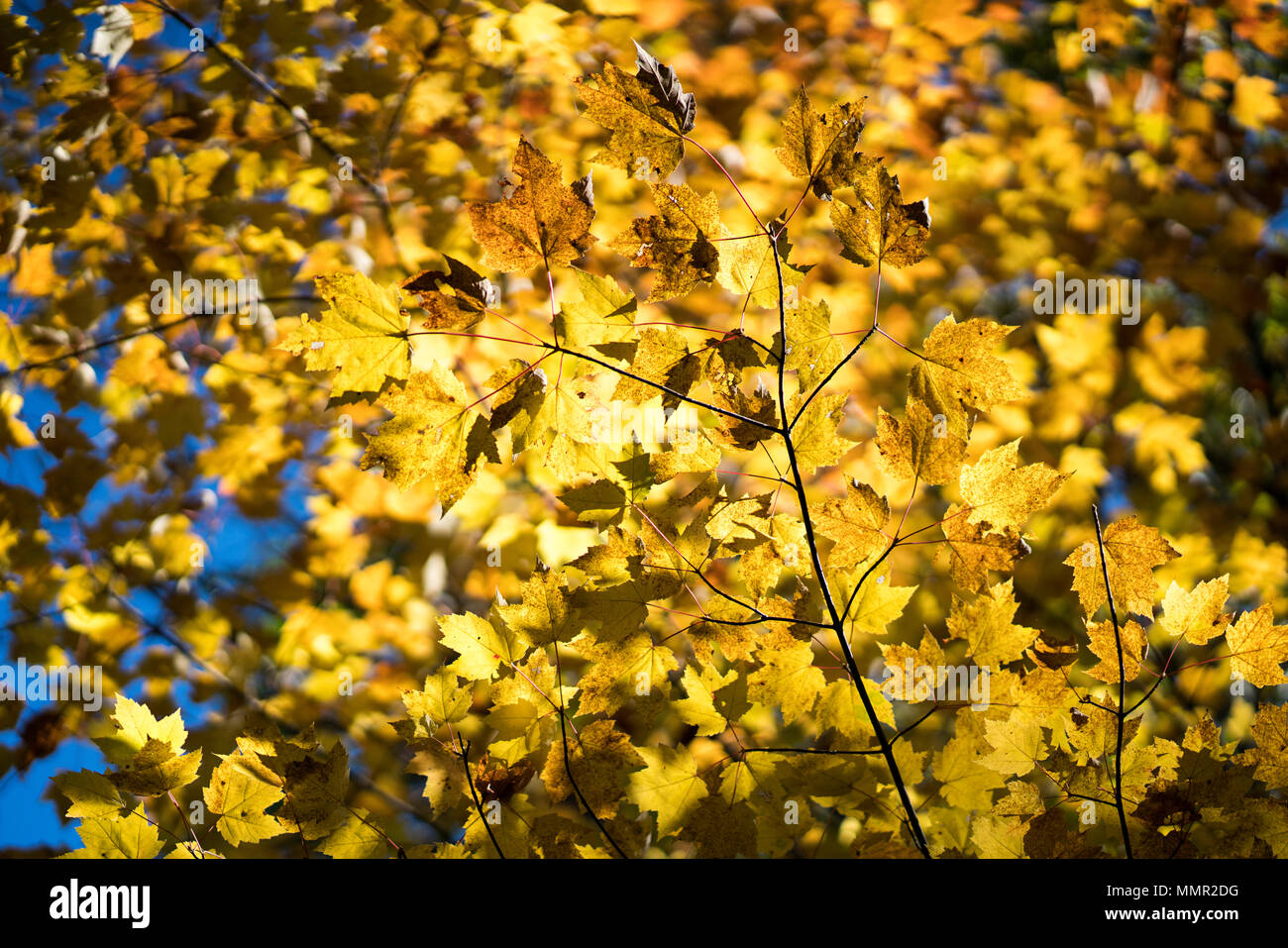 Low angle shot of yellow trees in the fall, foliage. Stock Photo