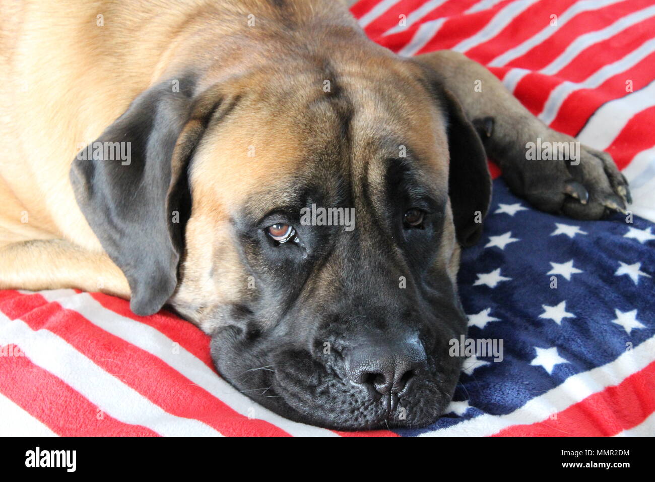 Dog on American flag blanket Stock Photo