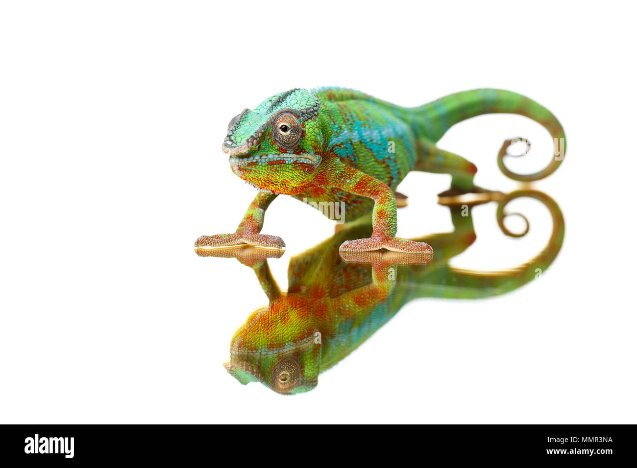 alive chameleon reptile sitting on branch. studio shot. copy space. Stock Photo