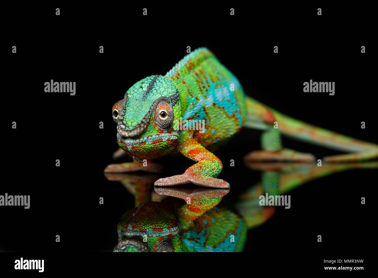alive chameleon reptile over black background. studio shot. copy space. Stock Photo