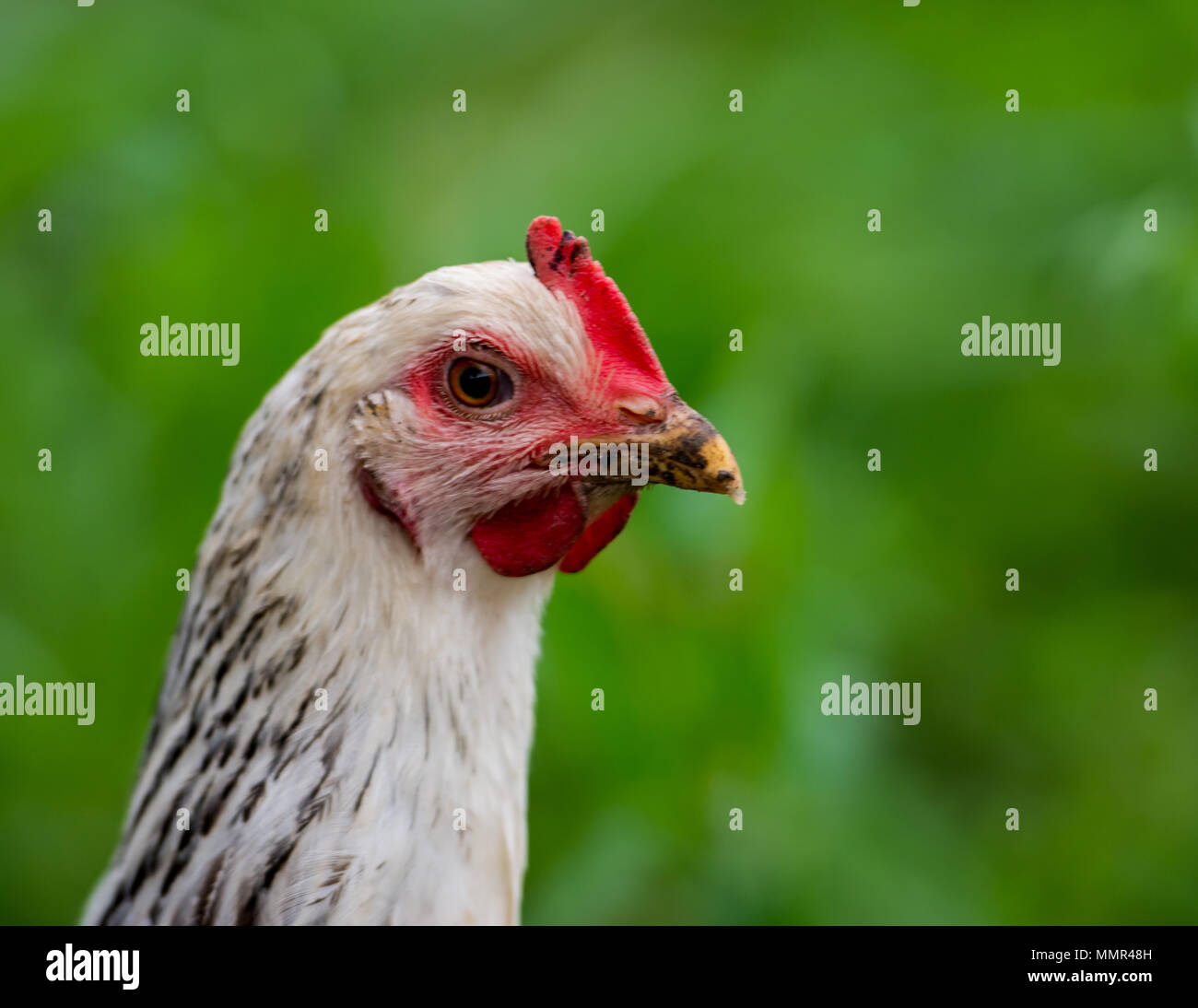 A chicken head Stock Photo Alamy