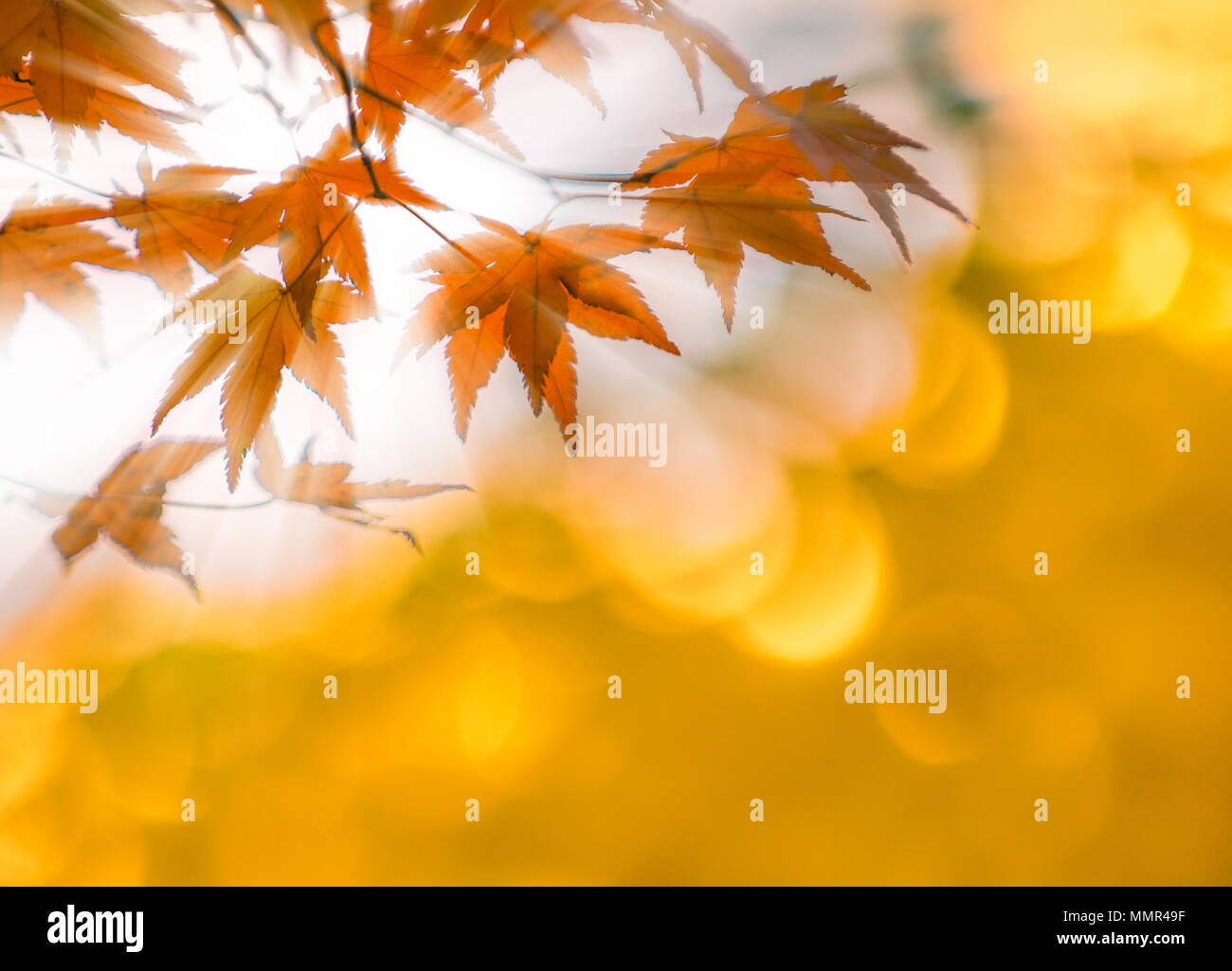 autumn leaves with sun rays, very shallow focus Stock Photo