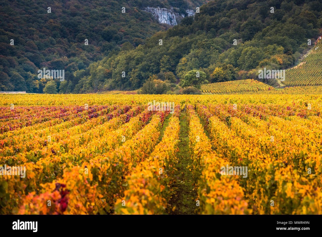 Bourgogne vineyard hires stock photography and images Alamy