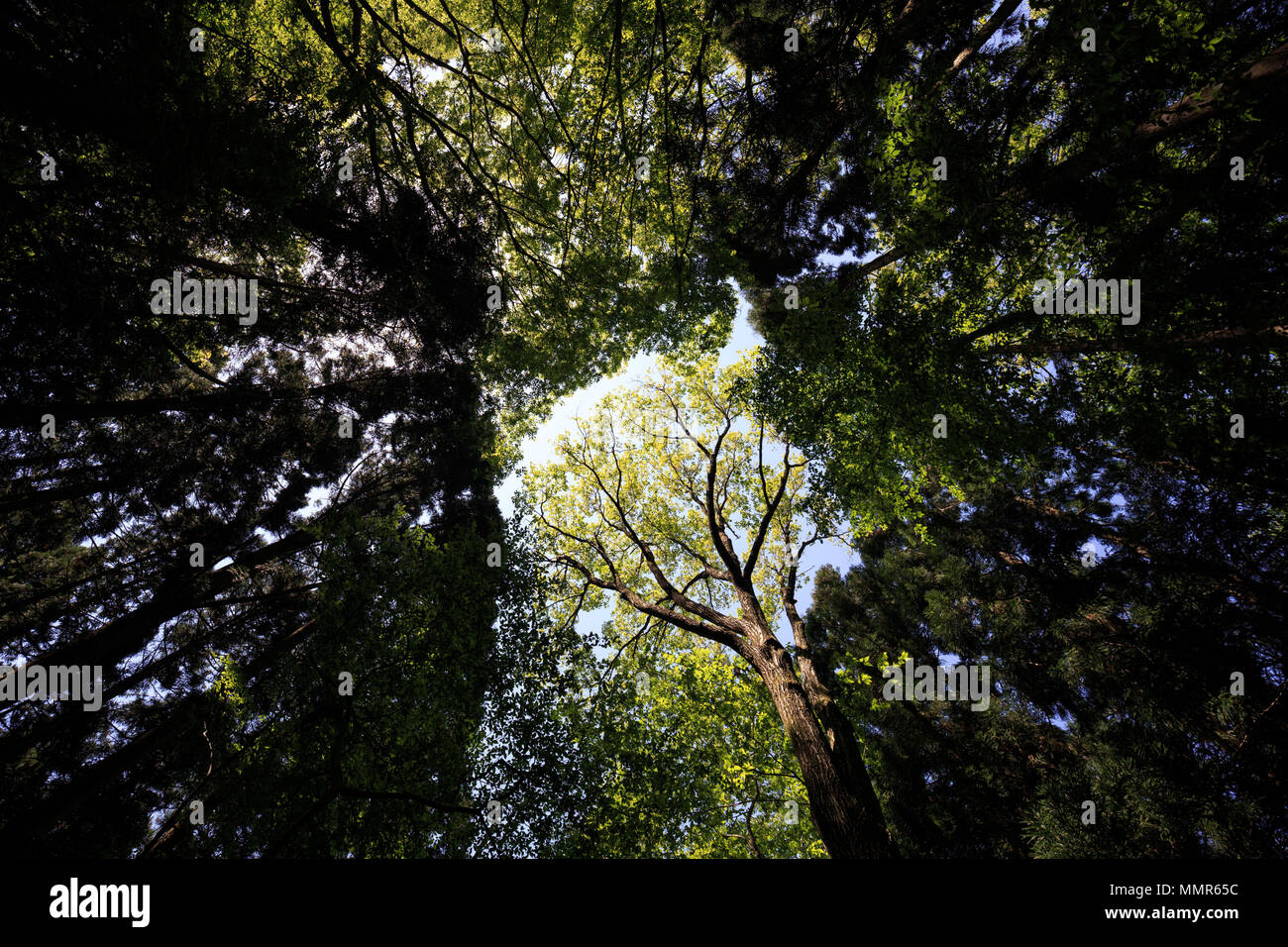 Lush green trees extend up into the sky Stock Photo - Alamy