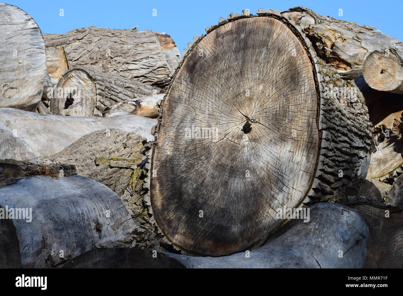 A giant log pile Stock Photo - Alamy