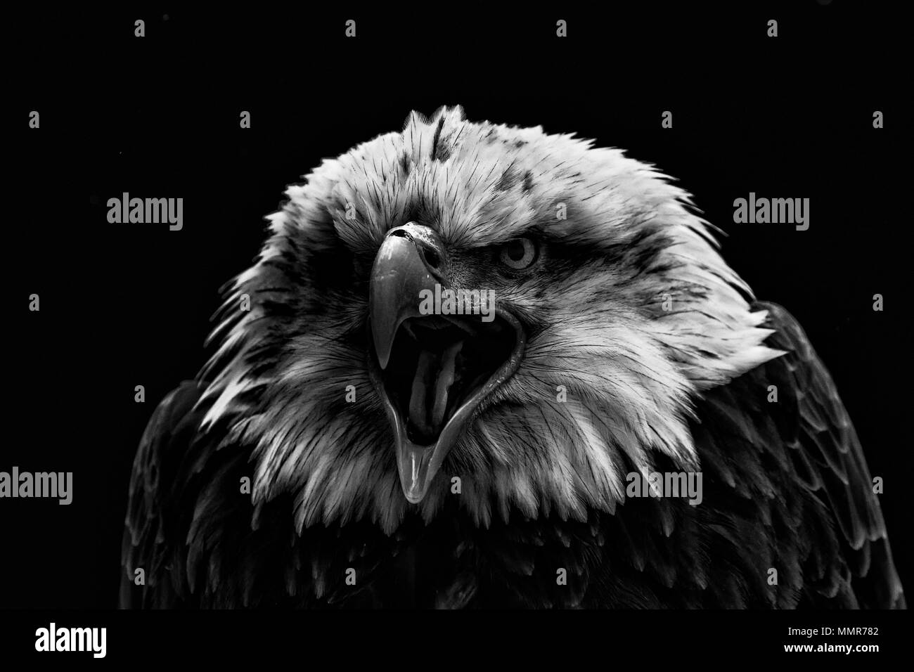 Bald eagle Black and White Stock Photos & Images - Alamy