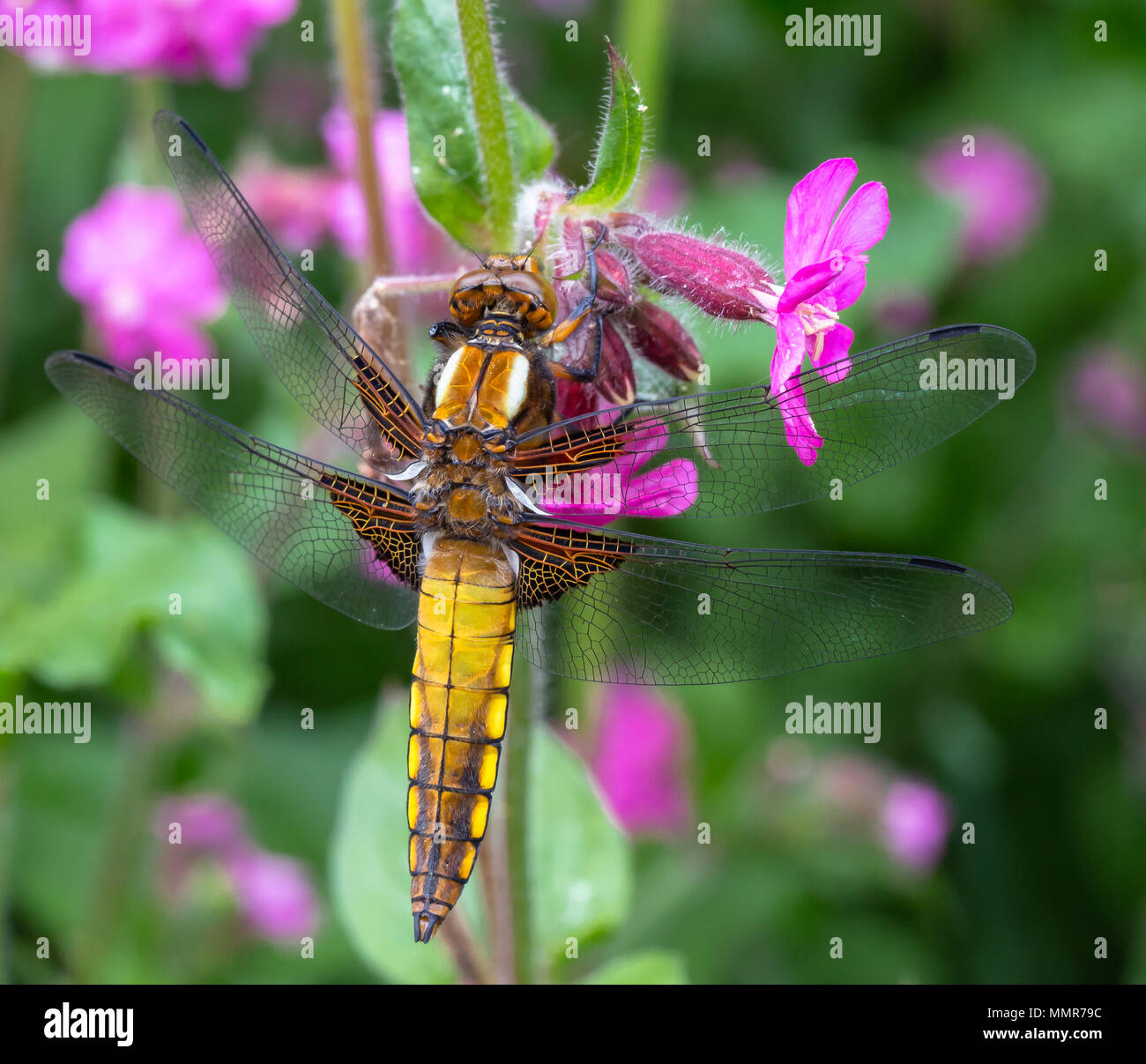 Broad Boded Chaser in a flower garden in Poole dorset Stock Photo