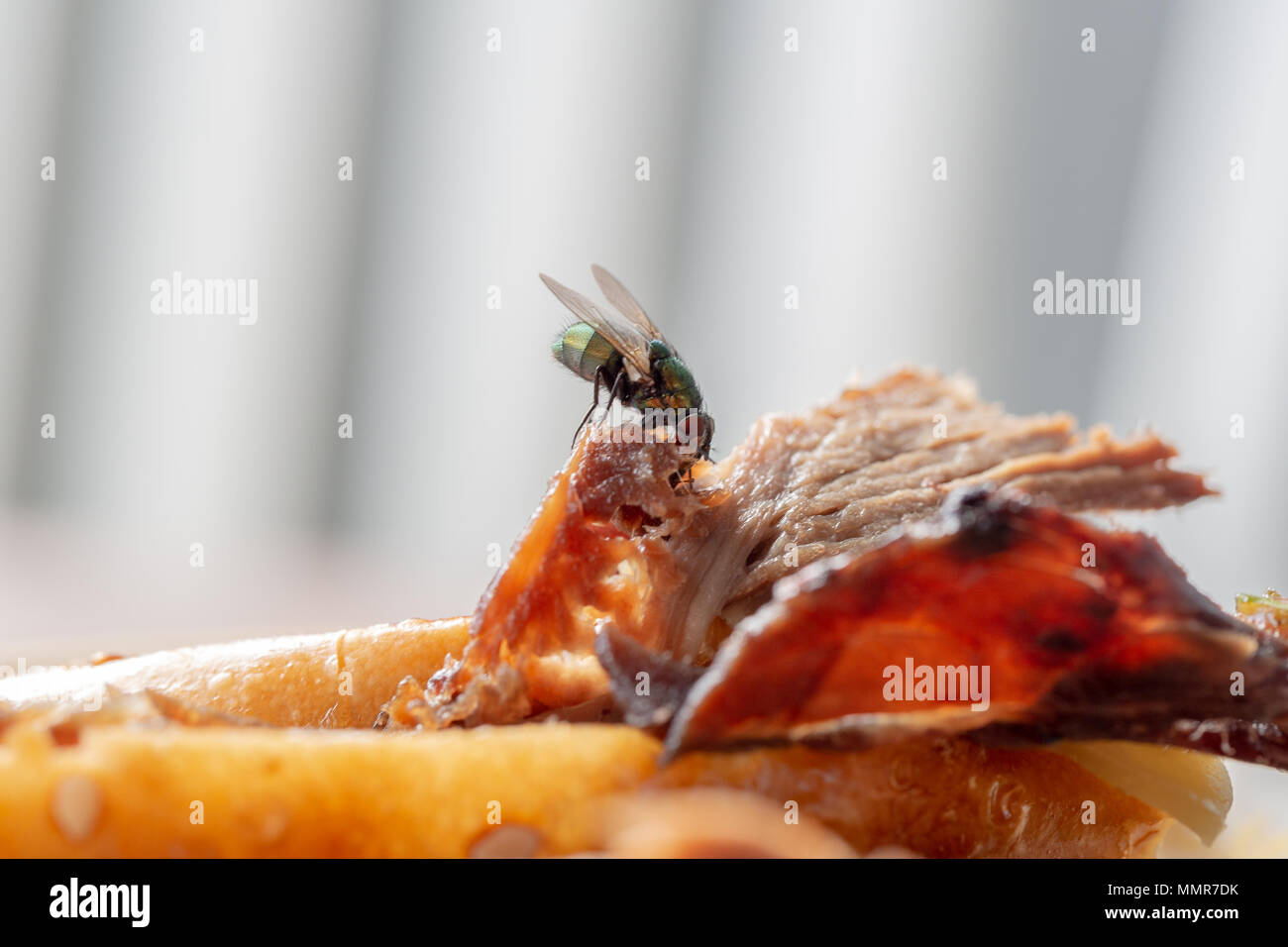 Close up on a house fly eating leftover meat Stock Photo