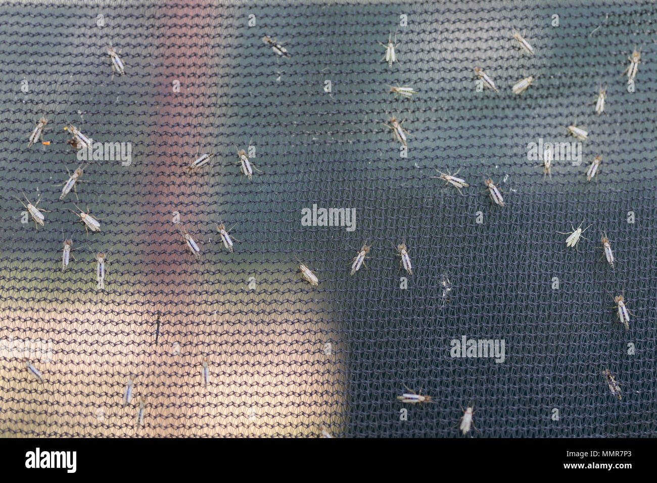 Lot of midges or mosquiotos sitting on balck protective insect screen. Chironomus plumosus Stock Photo