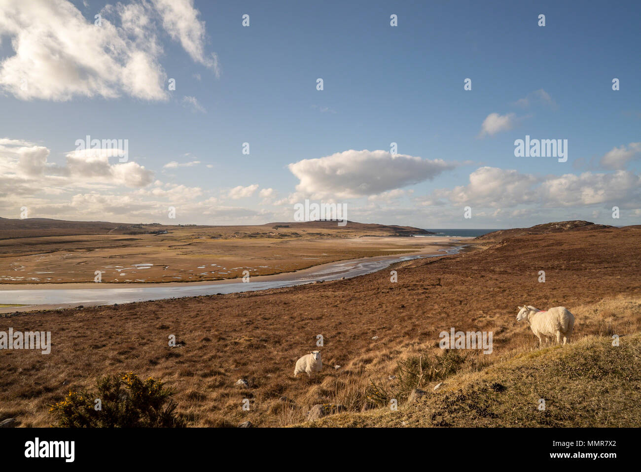 Achnahaird Beach and salt flats at low tide on the road to Achiltibuie in Springtime, Ross and Cromarty, Highland, Scotland. A couple of sheep standin Stock Photo
