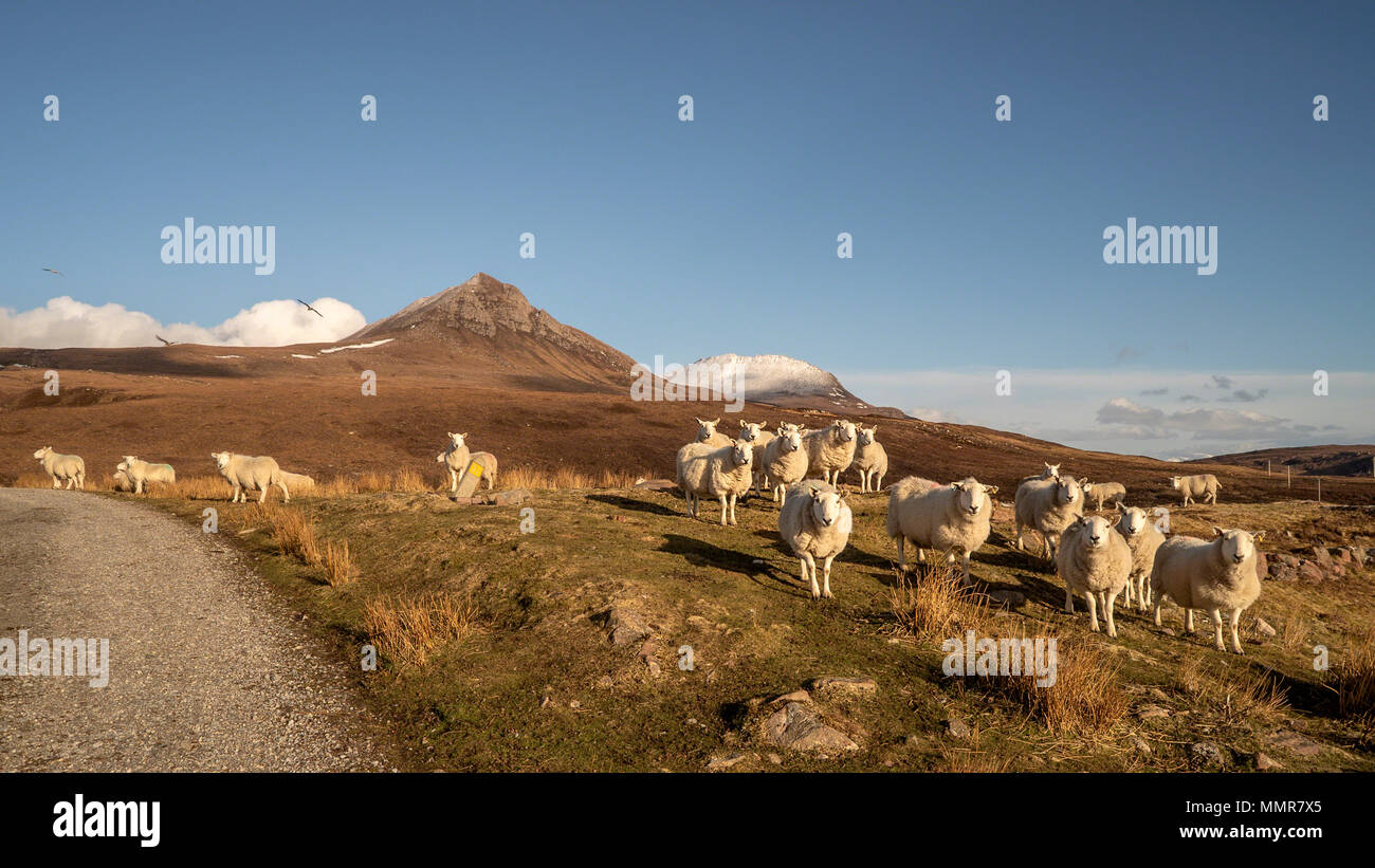Thickly coated sheep on the hillside near Culnnacraig enjoying the late afternoon sun, stand in front of the Ben MÃ²r Coigach Nature Reserve with a sn Stock Photo