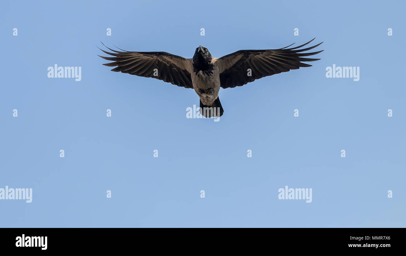Crow Flying High Resolution Stock Photography and Images - Alamy