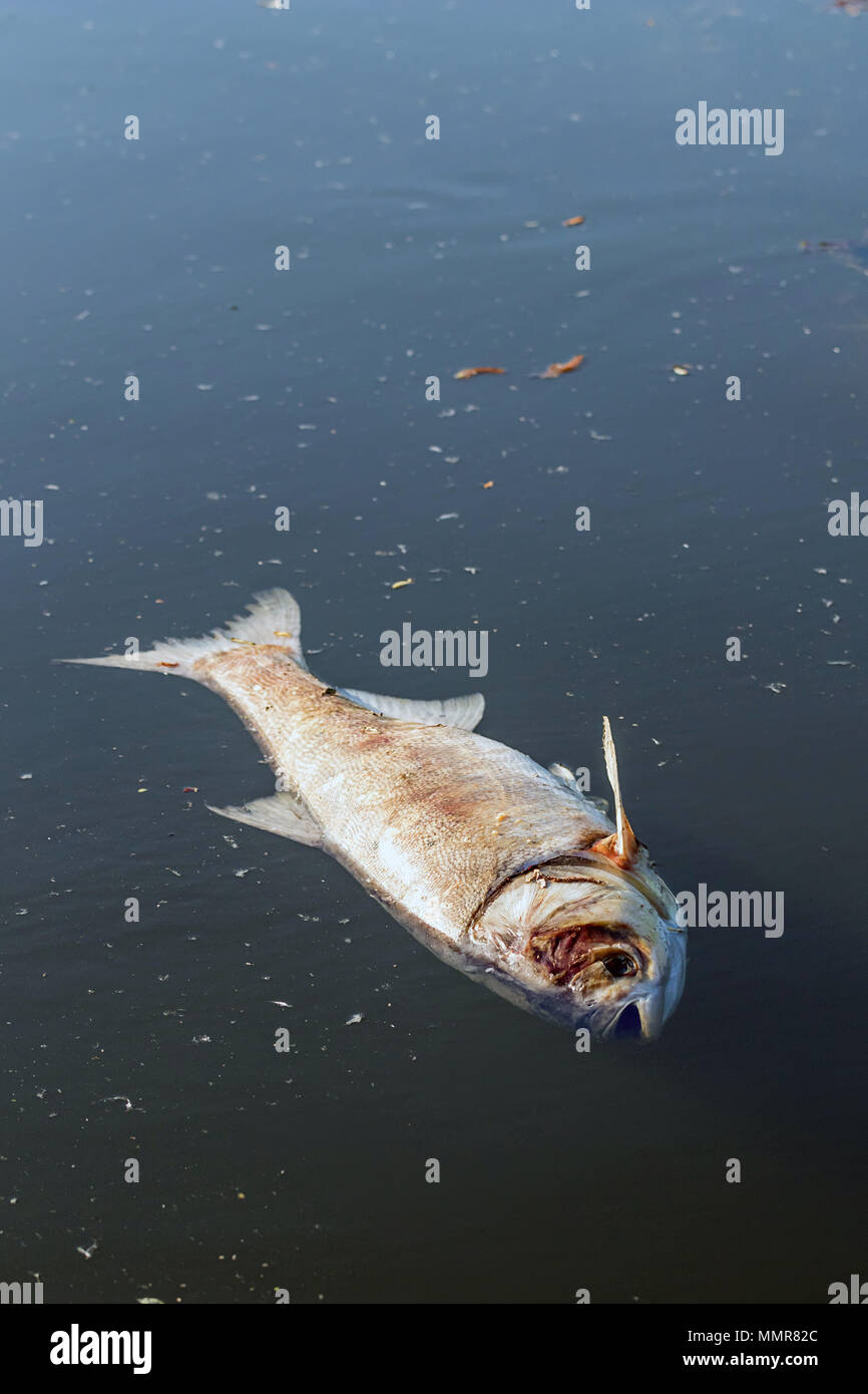 Dead fish float to the surface of the water. Polluted water Stock Photo