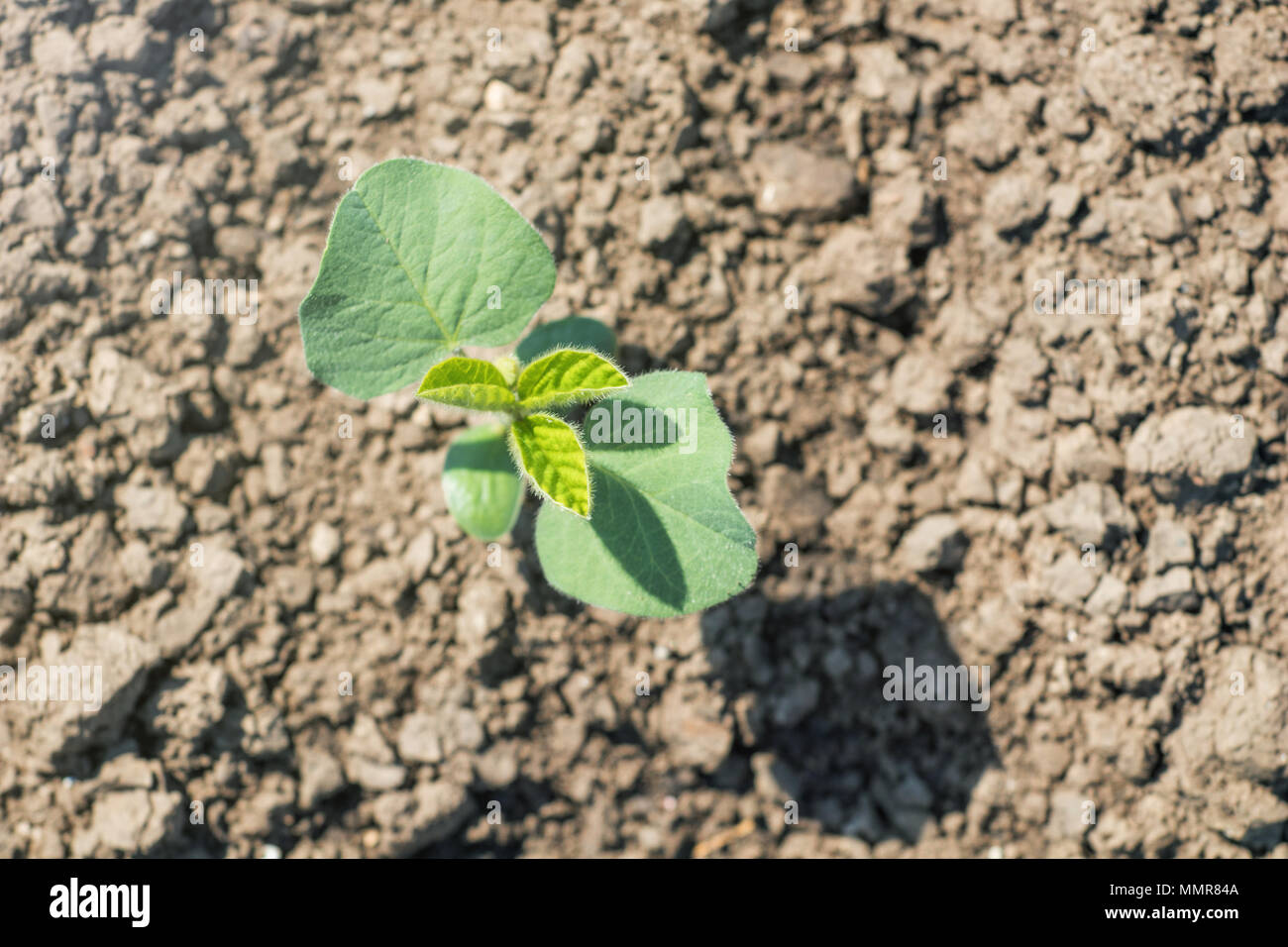 Soybean spring hi-res stock photography and images - Alamy