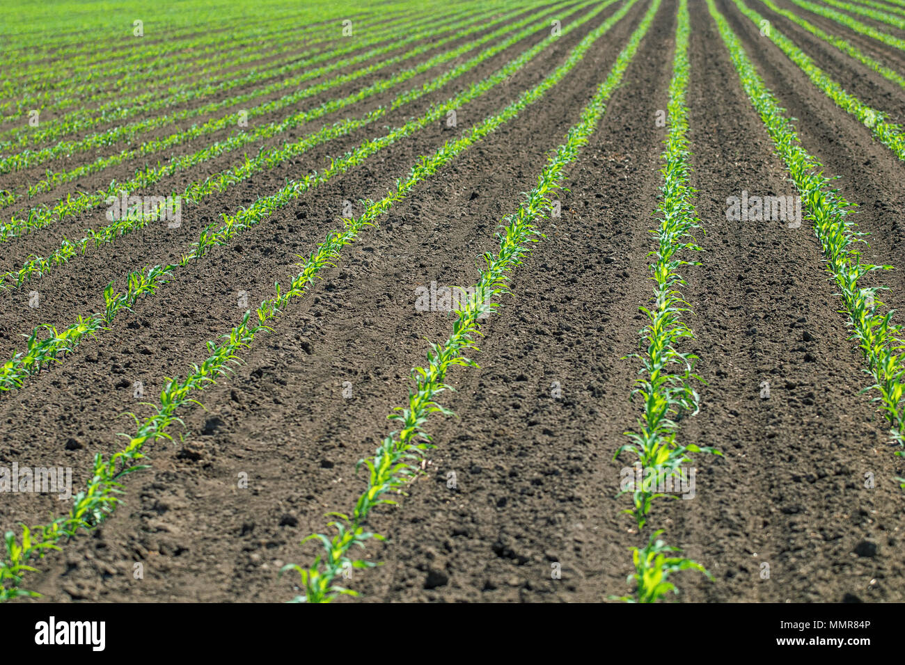 Young corn plants line up hi-res stock photography and images - Alamy