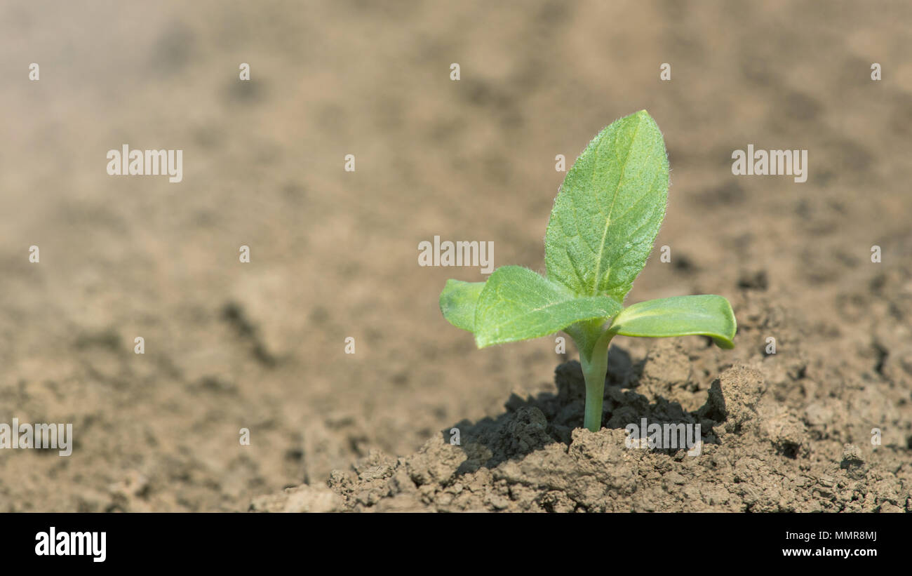 Young soybean plant on spring hi-res stock photography and images - Alamy