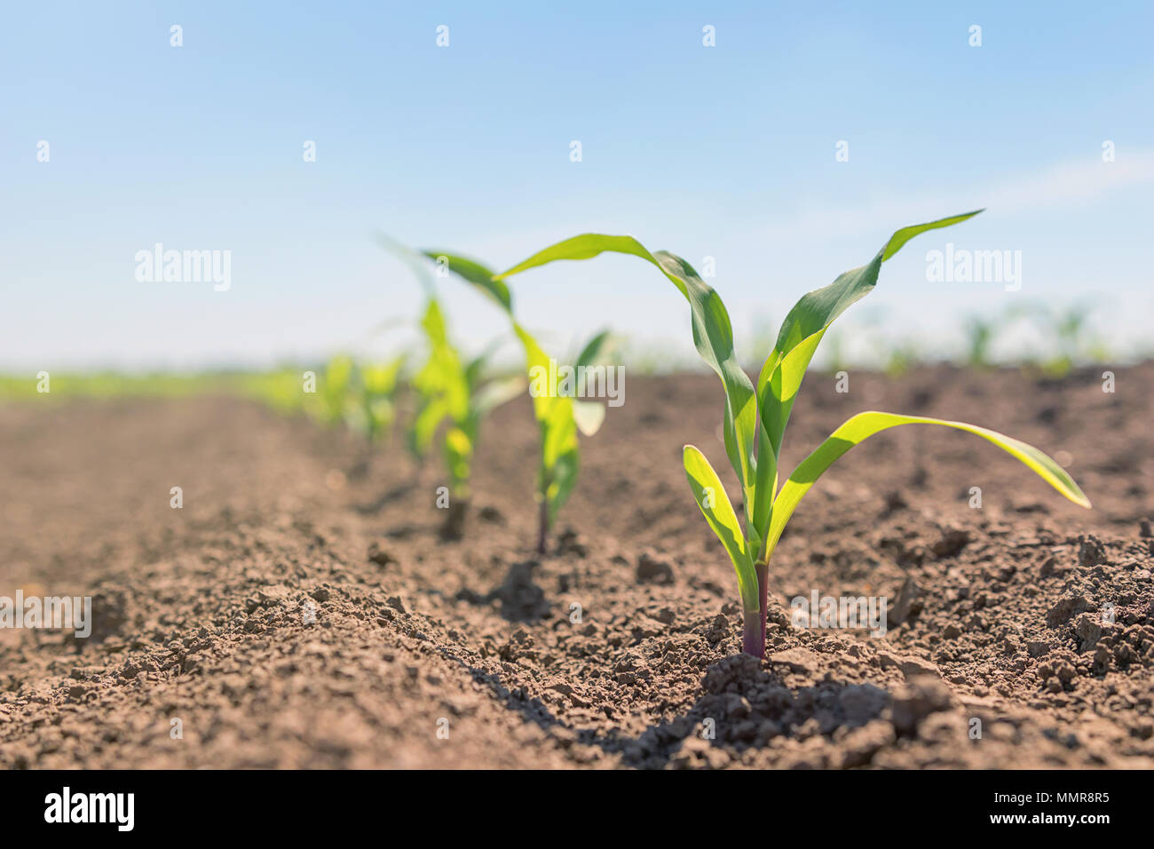 Young Corn High Resolution Stock Photography and Images - Alamy