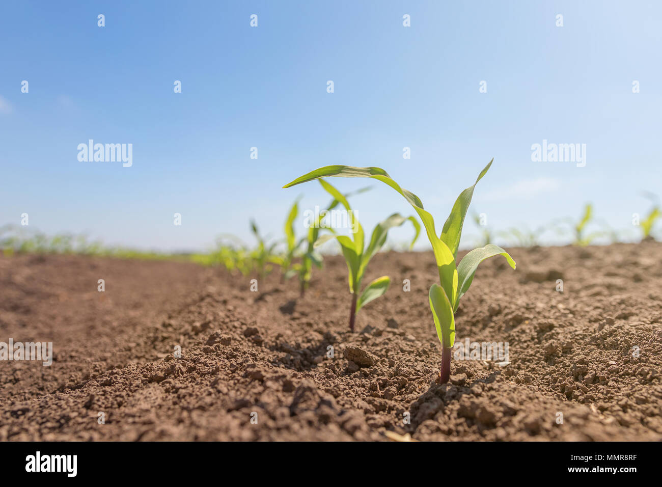 Young green corn growing on the field. Young Corn Plants Stock Photo ...