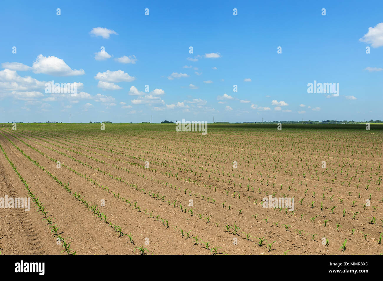 Young corn plants line up hi-res stock photography and images - Alamy