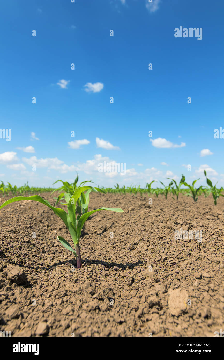 Young corn plants line up hi-res stock photography and images - Alamy
