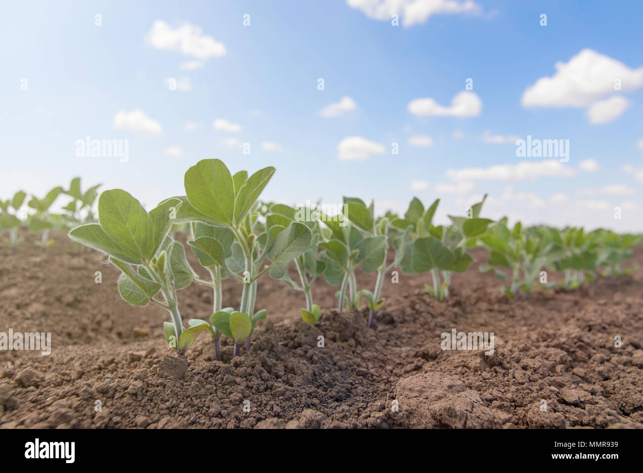 Green cultivated soy bean plant in field, spring time Stock Photo Alamy
