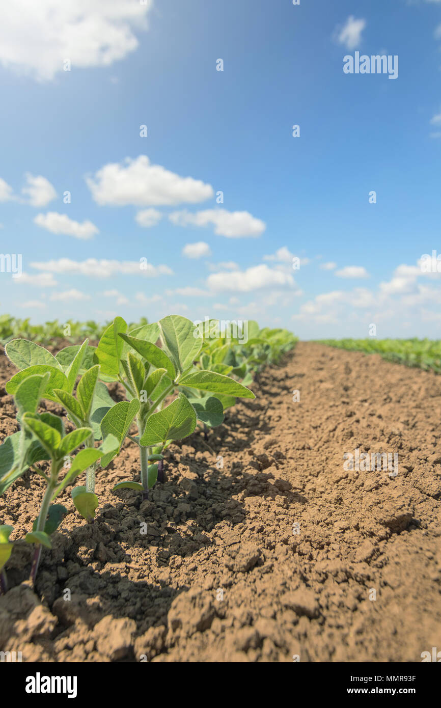 Green cultivated soy bean plant in field, spring time Stock Photo Alamy