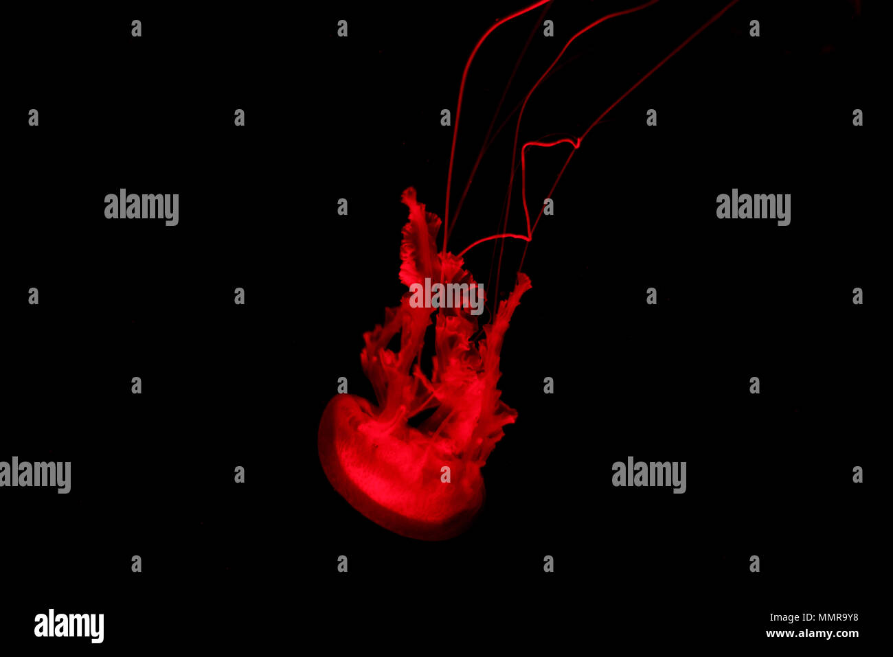 Red jellyfish light background hires stock photography and images Alamy