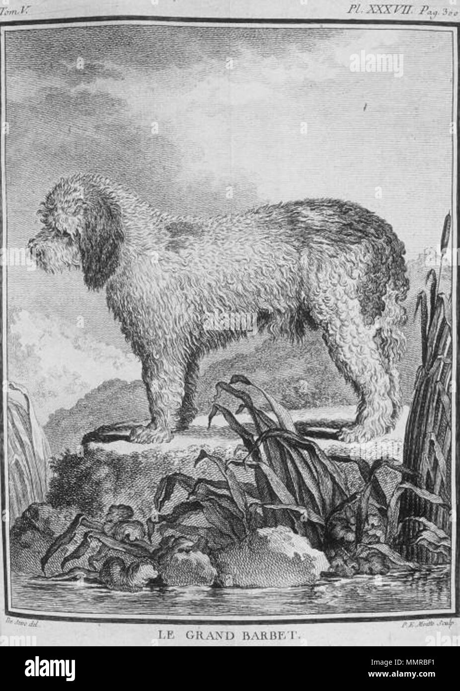 . English: Barbet (dog breed)  . 1755. Georges-Louis Leclerc Buffon + Jacques de Sève Barbet Grand (Buffons) Stock Photo