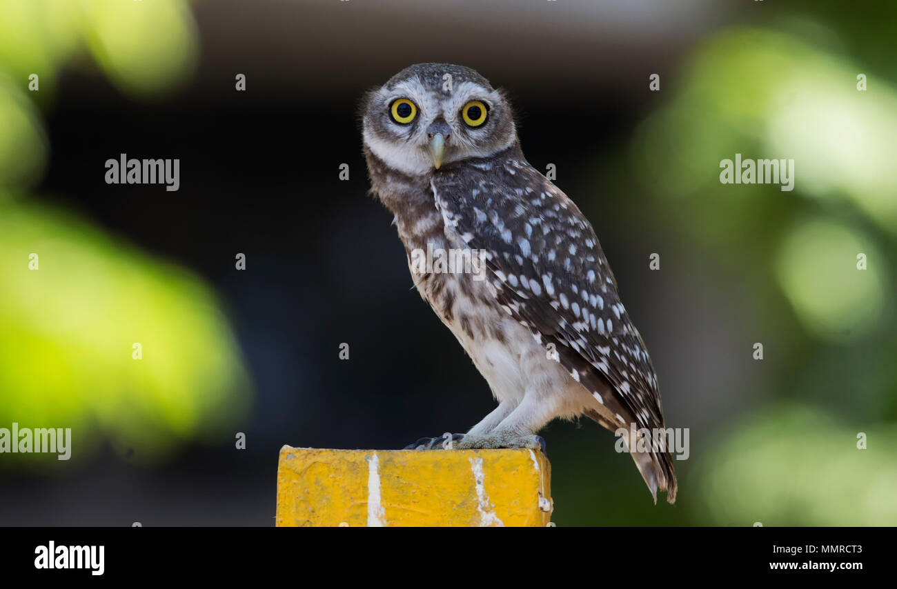 Cute little Spotted Owlet looking Curious and looking straight at Gandhinagar, Gujarat, India Stock Photo