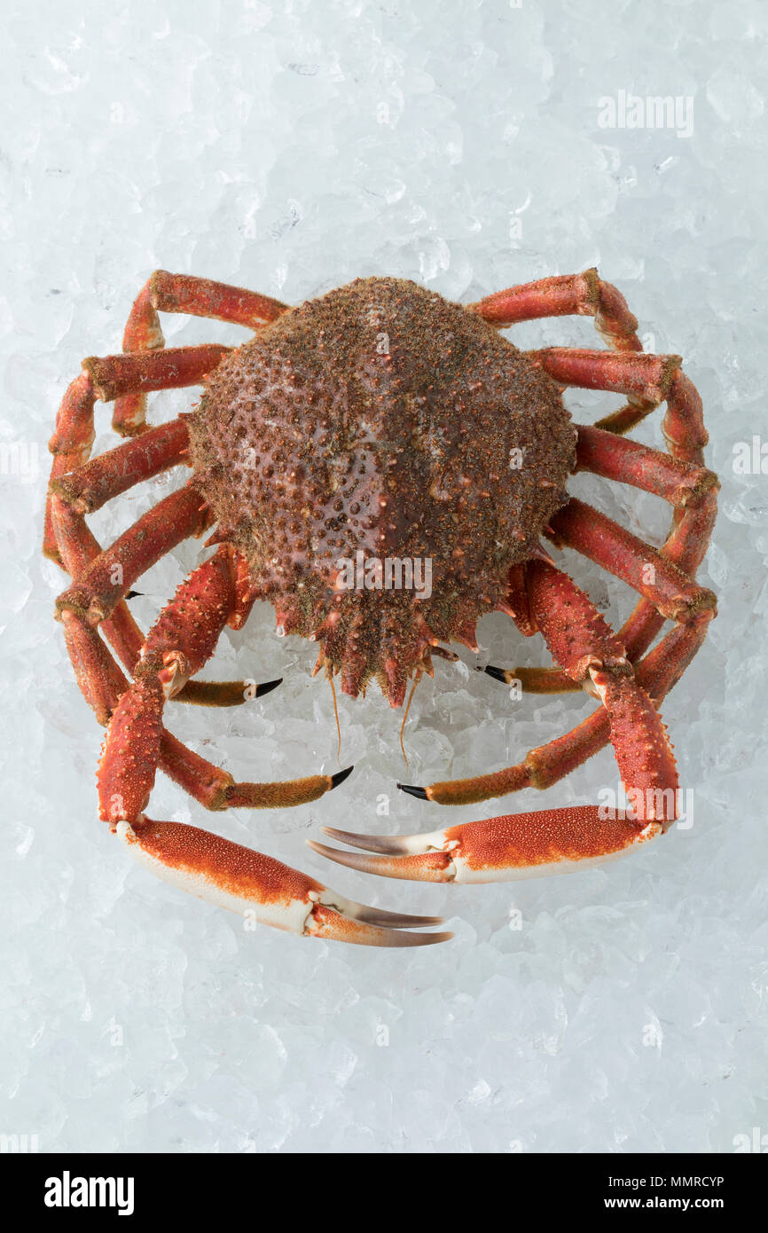 30+ Fishing Industry Spider Crab Raw Food Stock Photos, Pictures