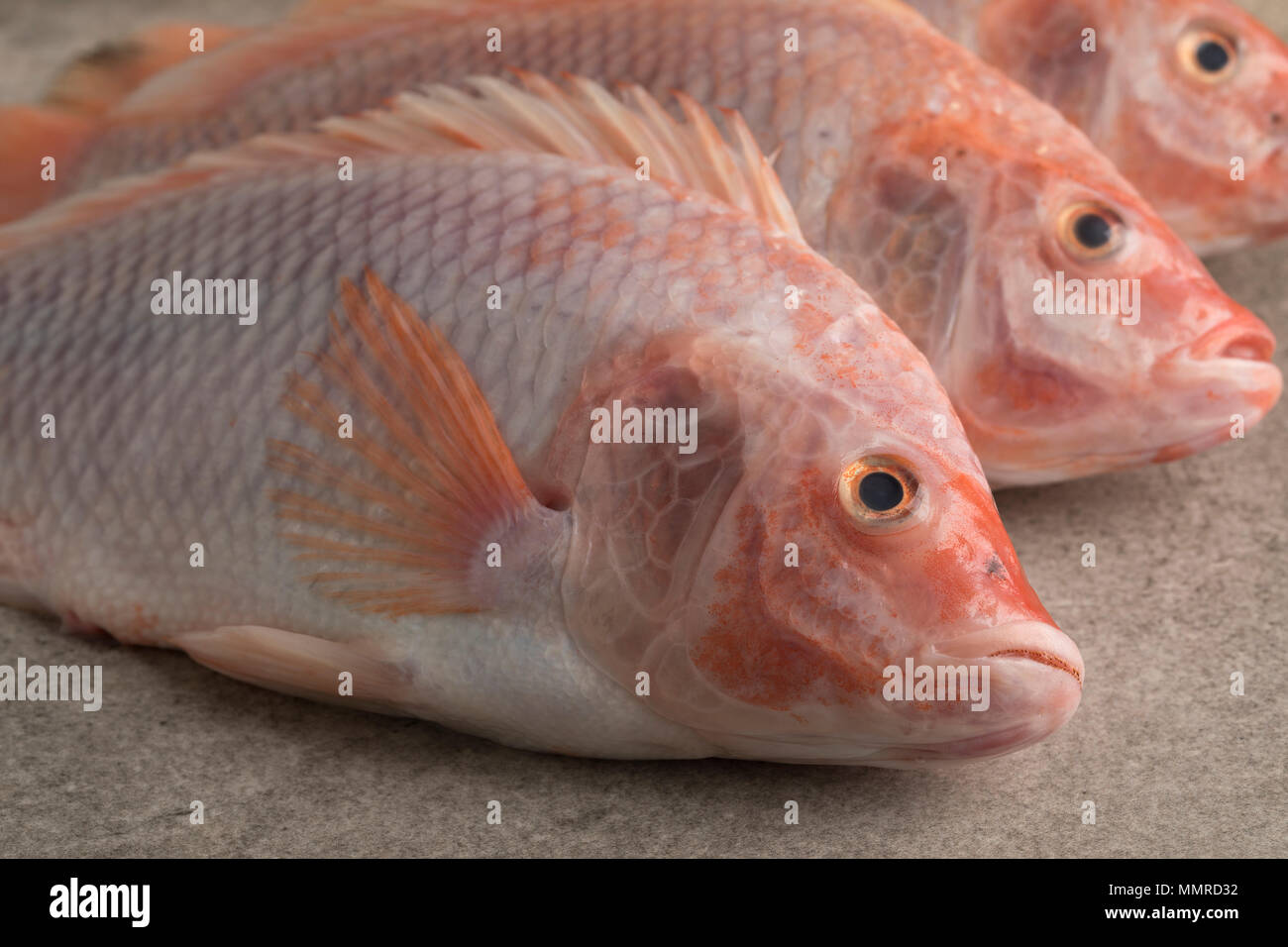 Red Tilapia High Resolution Stock Photography and Images Alamy