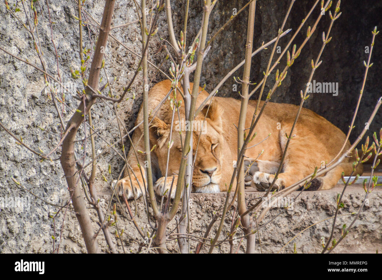 Female Lion Sleeping At The Artis Zoo Amsterdam The Netherlands Stock Photo  - Alamy