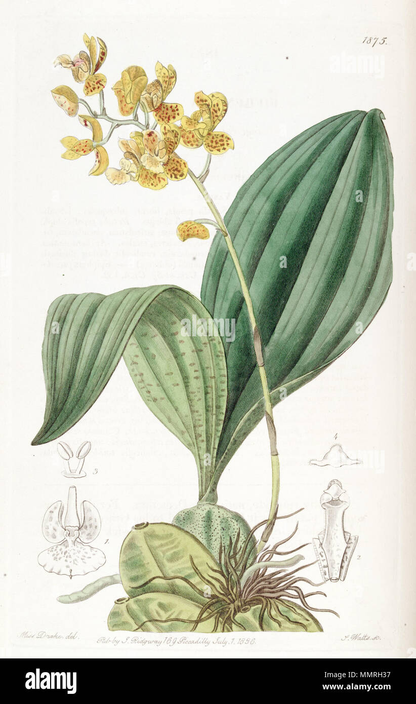 . Rudolfiella aurantiaca  . 1836. Miss Drake (illustrator) and Watts (engraver) Bifrenaria (=Rudolfiella) aurantiaca - Edwards v. 22 (1836) pl. 1875 Stock Photo