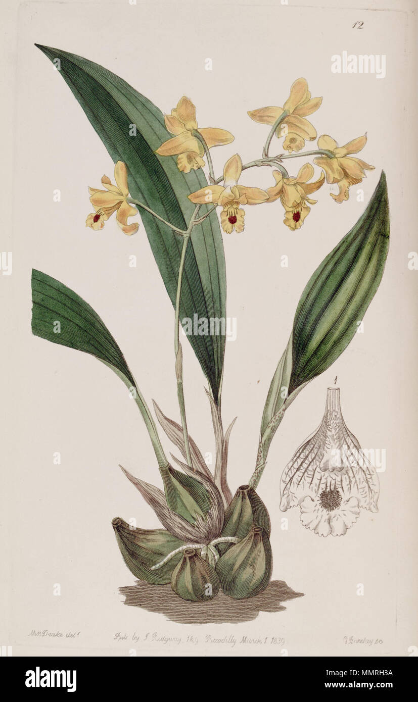 . Bifrenaria vitellina (as syn. Maxillaria vitellina)  . 1839. Miss Drake (1803-1857) del. , R. Scott sc. Bifrenaria vitellina (as Maxillaria vitellina) - Edwards vol 25 (NS 2) pl 12 (1839) Stock Photo