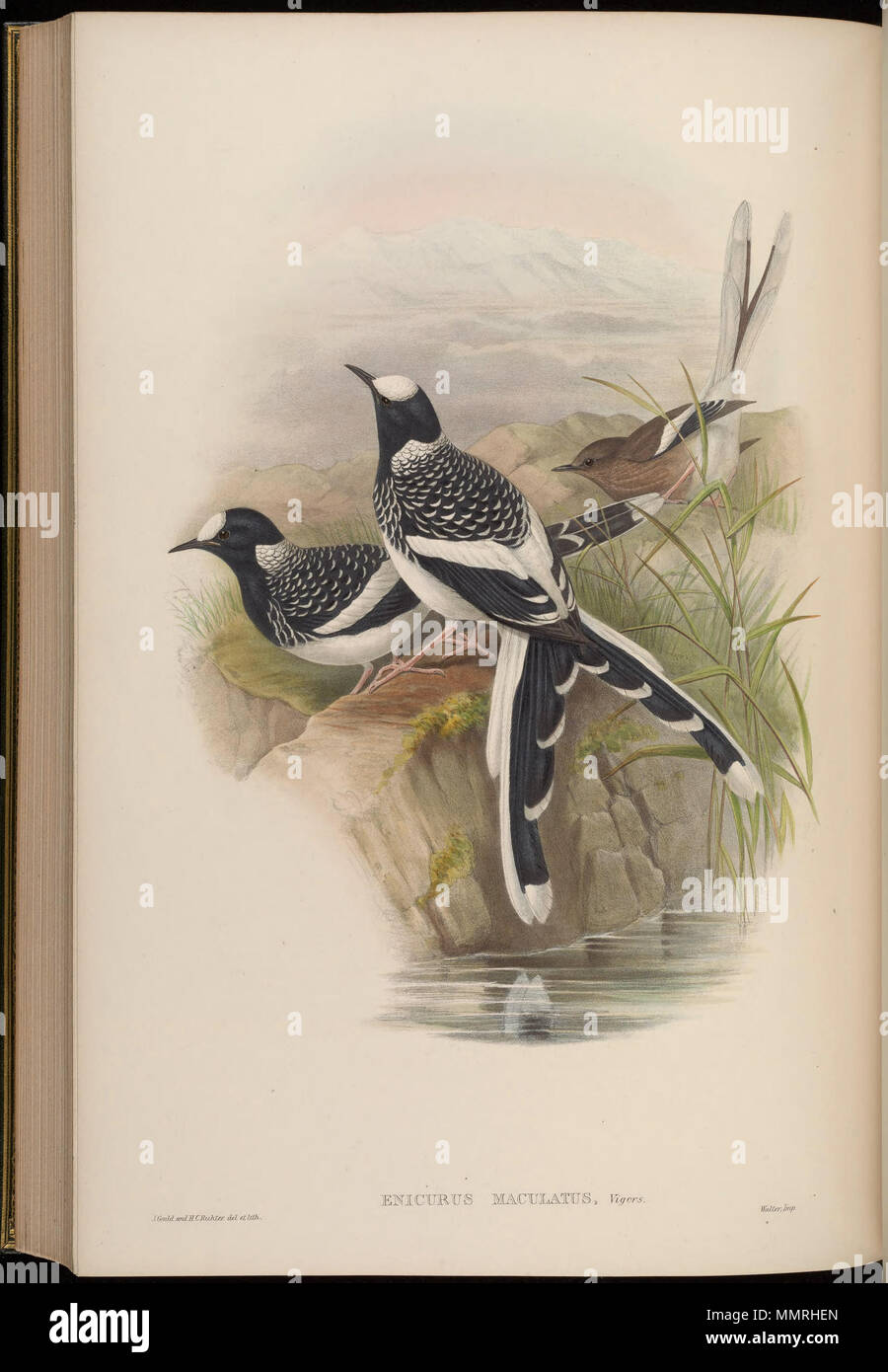 . Enicurus maculatus  . between 1850 and 1883.   John Gould  (1804–1881)      Alternative names Gould  Description British zoologist  Date of birth/death 14 September 1804 2 March 1881  Location of birth/death Lyme Regis London  Authority control  : Q313787 VIAF:?29597222 ISNI:?0000 0001 2125 9888 ULAN:?500006638 LCCN:?n79100355 NLA:?35137514 WorldCat    &  Henry Constantine Richter  (1821–1902)    Description British animal painter  Date of birth/death 1821 16 March 1902  Location of birth Royal Borough of Kensington and Chelsea  Authority control  : Q1567083 VIAF:?227079511 ISNI:?0000 0003 6 Stock Photo