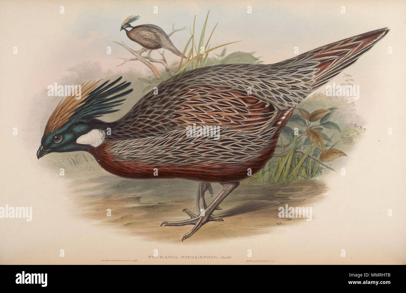 Pucrasia nipalensis hires stock photography and images Alamy