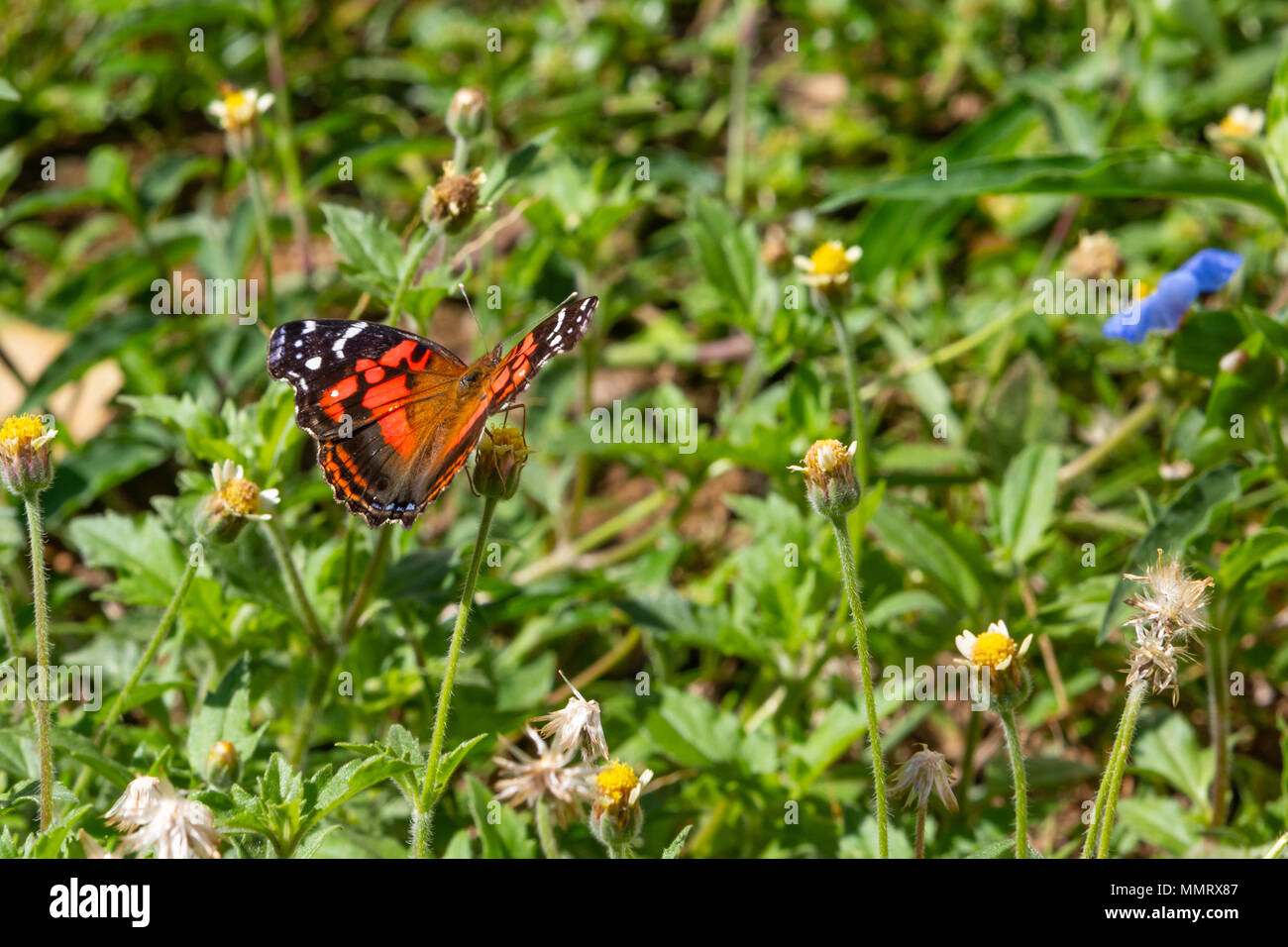 Asuncion, Paraguay. 12th May, 2018. A vivid painted lady or banded lady (Vanessa myrinna) butterfly feeds the nectar of tridax daisy or coatbuttons (Tridax procumbens) blooming flower during a sunny and pleasant afternoon with temperatures high around 25°C in Asuncion, Paraguay. Credit: Andre M. Chang/ARDUOPRESS/Alamy Live News Stock Photo