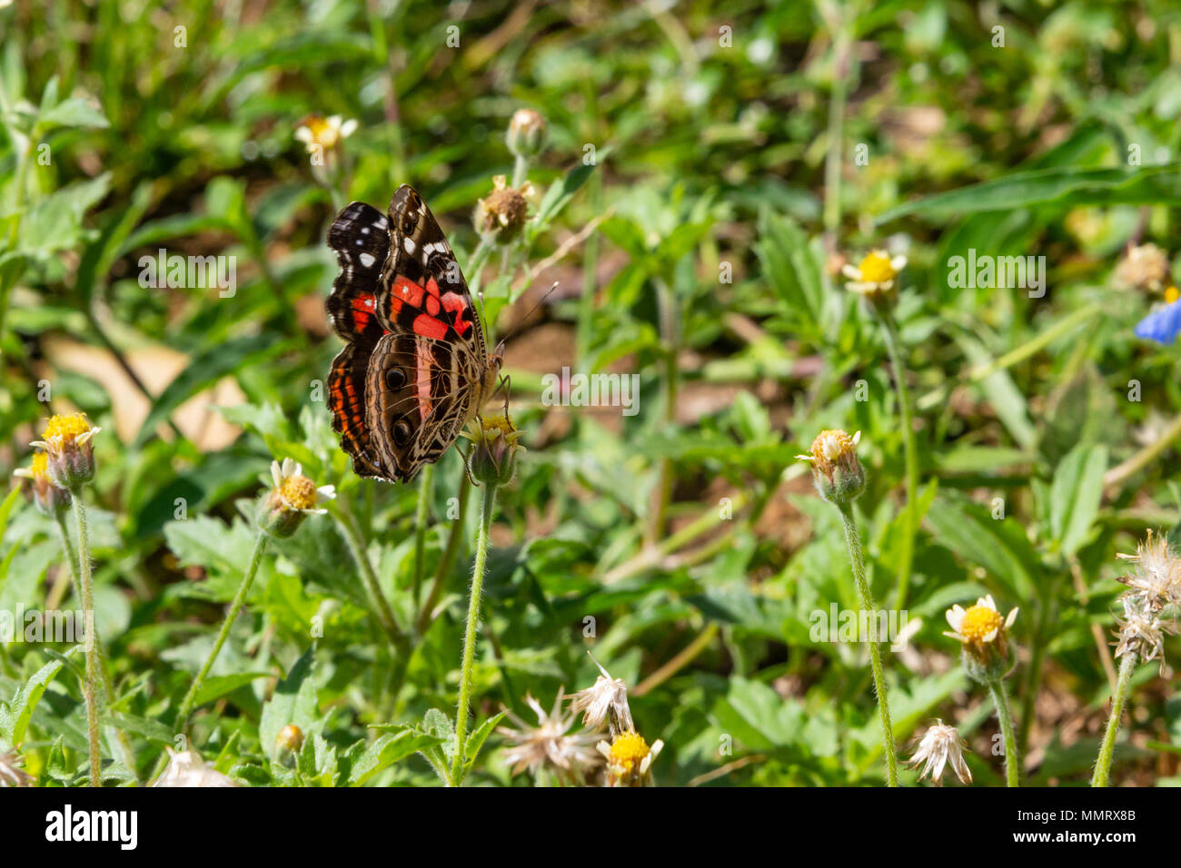 Asuncion, Paraguay. 12th May, 2018. A vivid painted lady or banded lady (Vanessa myrinna) butterfly feeds the nectar of tridax daisy or coatbuttons (Tridax procumbens) blooming flower during a sunny and pleasant afternoon with temperatures high around 25°C in Asuncion, Paraguay. Credit: Andre M. Chang/ARDUOPRESS/Alamy Live News Stock Photo