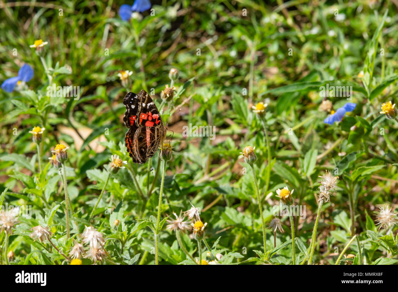 Asuncion, Paraguay. 12th May, 2018. A vivid painted lady or banded lady (Vanessa myrinna) butterfly feeds the nectar of tridax daisy or coatbuttons (Tridax procumbens) blooming flower during a sunny and pleasant afternoon with temperatures high around 25°C in Asuncion, Paraguay. Credit: Andre M. Chang/ARDUOPRESS/Alamy Live News Stock Photo