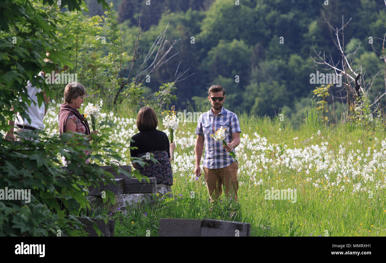 Montreux, Switzerland. 12th May, 2018. People pick narcissus radiiflorus on a mountain near Montreux, Canton of Vaud, Switzerland, May 12, 2018. Wild narcissi blooms in May and turns the meadows in Montreux into white, which described by Swiss as 'May Snow'. Credit: Xu Jinquan/Xinhua/Alamy Live News Stock Photo