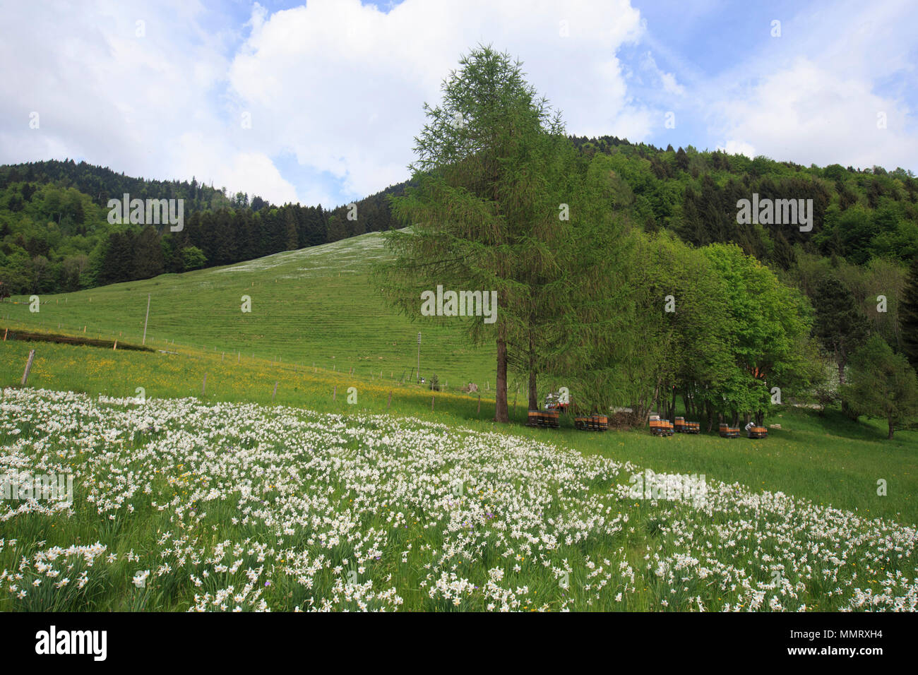 Montreux, Switzerland. 12th May, 2018. Photo taken on May 12, 2018 shows a meadow with narcissus radiiflorus on a mountain near Montreux, Canton of Vaud, Switzerland. Wild narcissi blooms in May and turns the meadows in Montreux into white, which described by Swiss as 'May Snow'. Credit: Xu Jinquan/Xinhua/Alamy Live News Stock Photo
