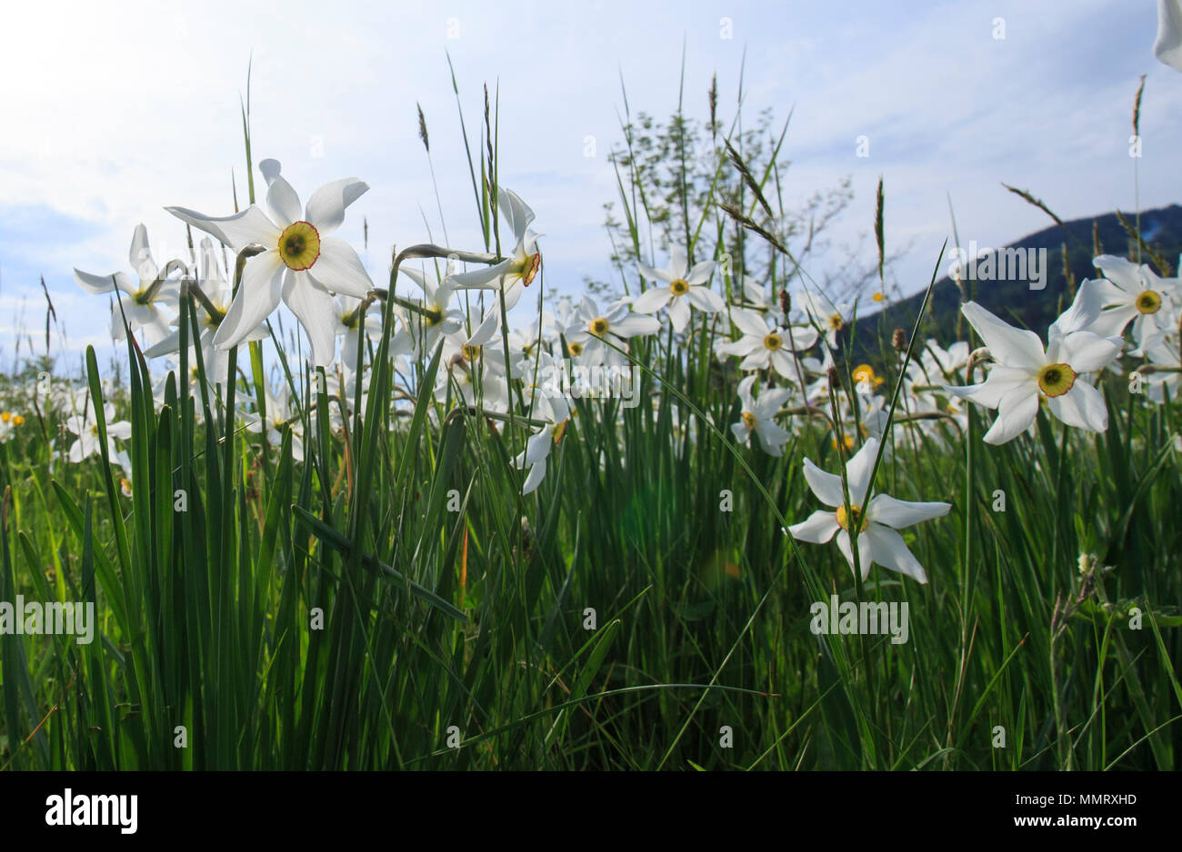 Montreux, Switzerland. 12th May, 2018. Photo taken on May 12, 2018 shows narcissus radiiflorus on a mountain near Montreux, Canton of Vaud, Switzerland. Wild narcissi blooms in May and turns the meadows in Montreux into white, which described by Swiss as 'May Snow'. Credit: Xu Jinquan/Xinhua/Alamy Live News Stock Photo