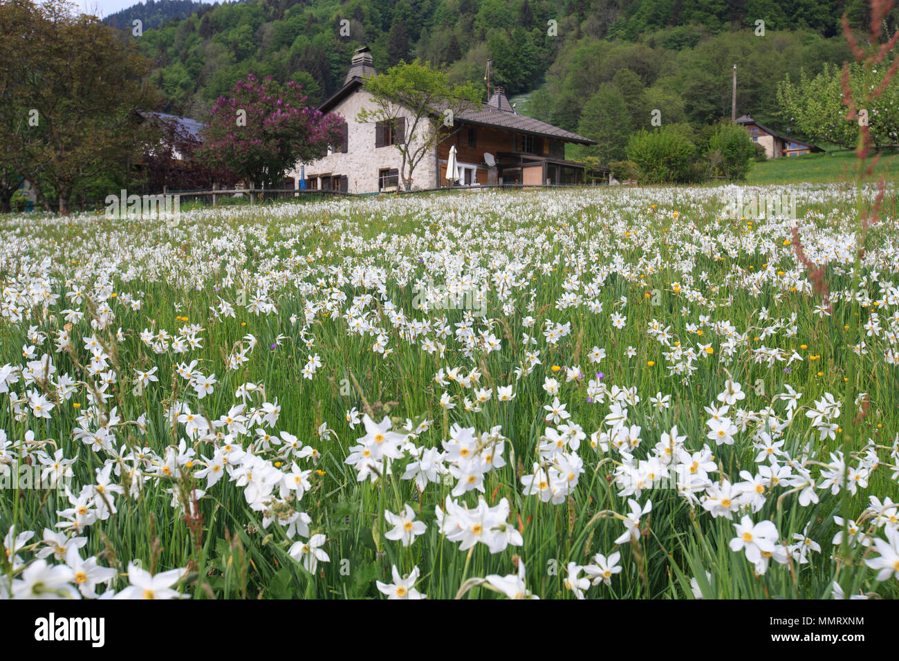 Montreux, Switzerland. 12th May, 2018. Photo taken on May 12, 2018 shows a meadow with narcissus radiiflorus on a mountain near Montreux, Canton of Vaud, Switzerland. Wild narcissi blooms in May and turns the meadows in Montreux into white, which described by Swiss as 'May Snow'. Credit: Xu Jinquan/Xinhua/Alamy Live News Stock Photo