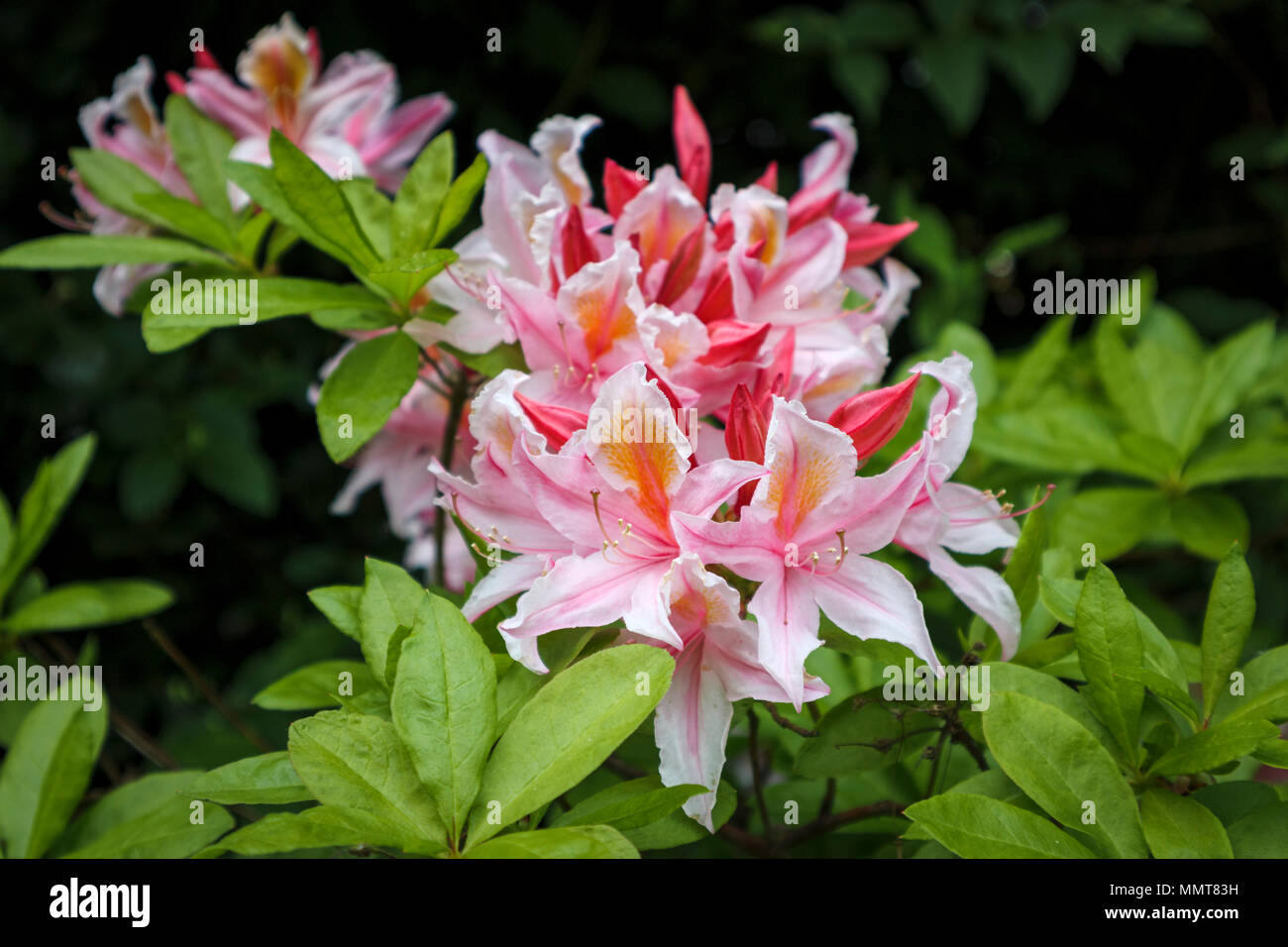 Structural gardening: Pretty evergreen pink flowers of an azalea shrub ...