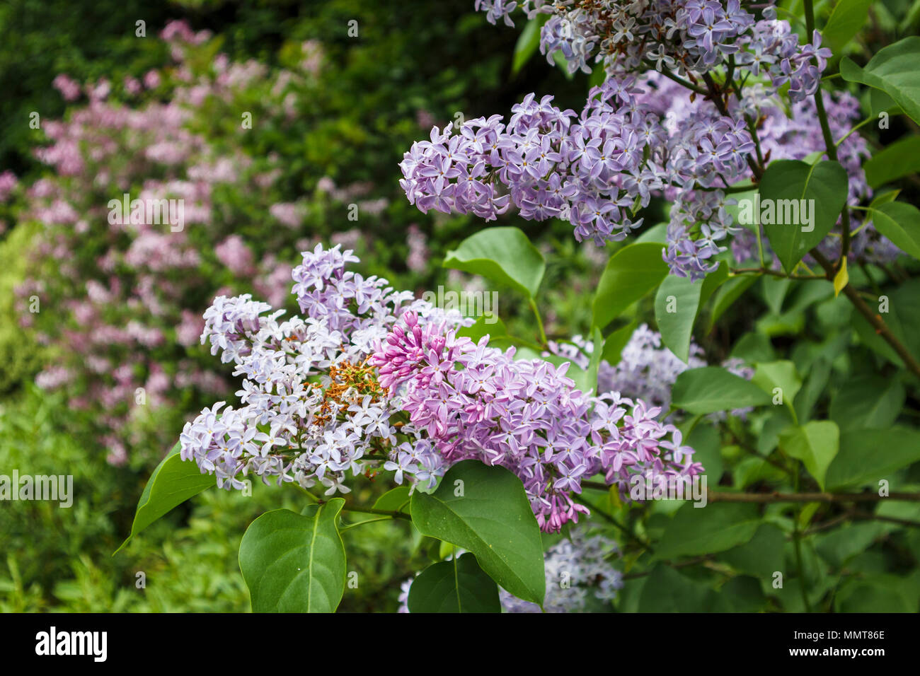 Purple - mauve sweet smelling fragrant common lilac (Syringa vulgaris) flower spikes close up in full bloom flowering in a Surrey garden in spring, UK Stock Photo