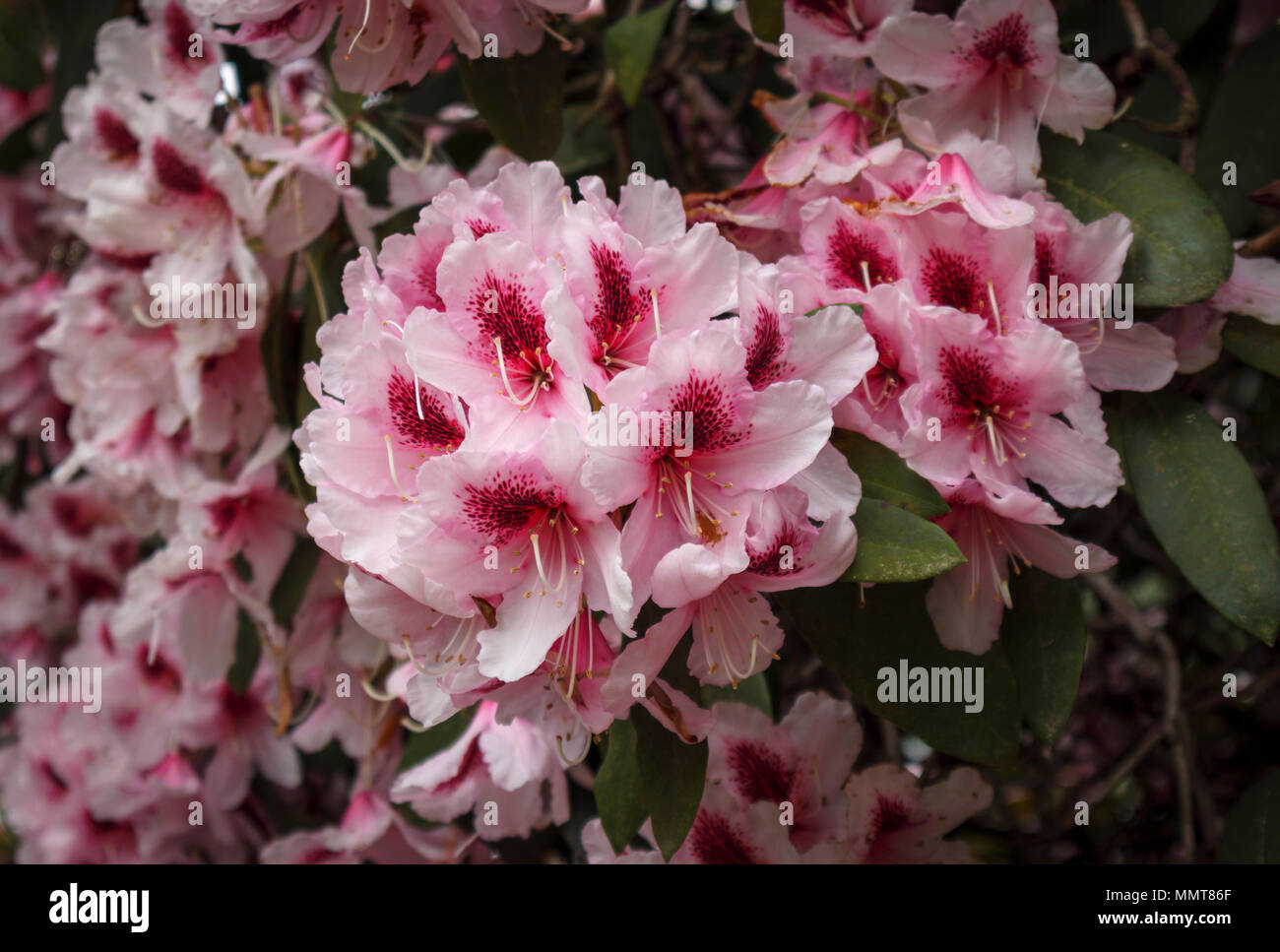 Close up view of pretty pink large rhododendron flowers, deep red