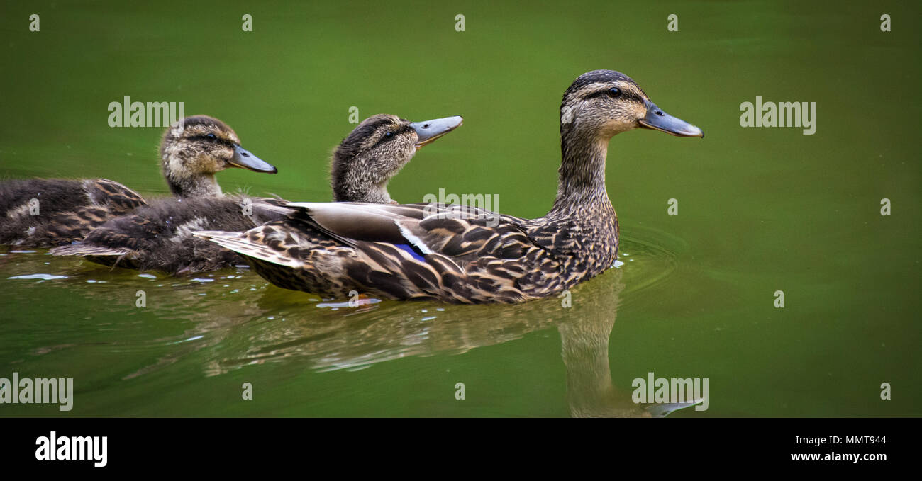 A mother mallard duck hen and her two duckling chicks swimming on a pond Stock Photo