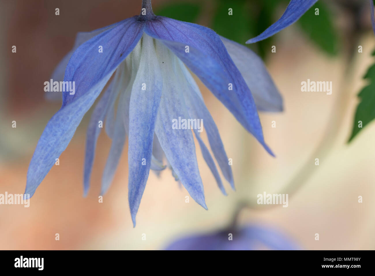 Beautiful blue Clematis Macropetala caught in close-up with a macro lens, in a garden in Derbyshire, England, Spring 2018 Stock Photo